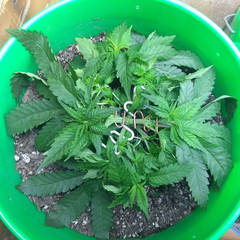 Mystery seed growlog photo: Training