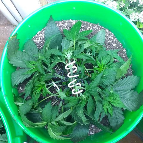 Georgia Morning Frost growlog photo: Training
