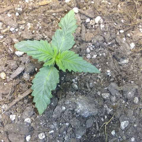 Thin Mint Tangie growlog timeline photo