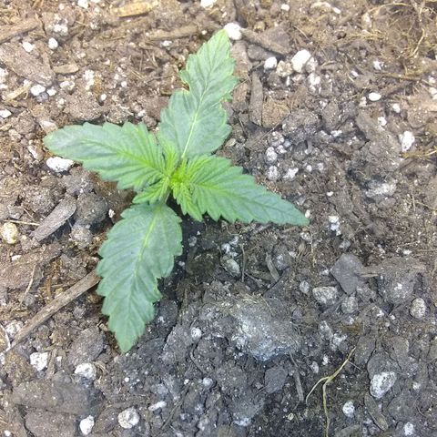 Thin Mint Tangie growlog timeline photo