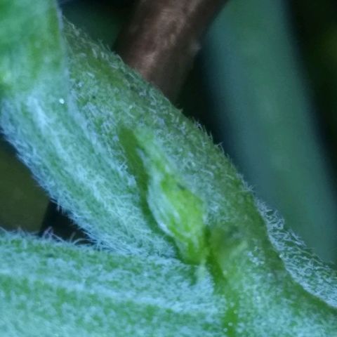 Mystery seed growlog photo: Preflower