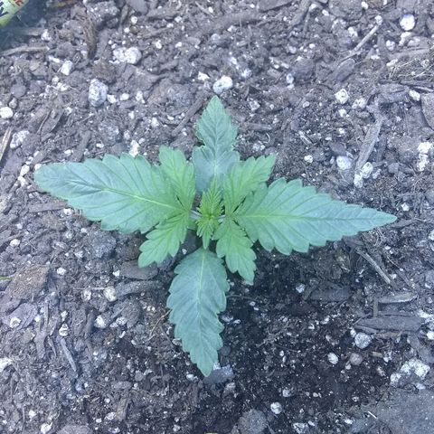 Thin Mint Tangie growlog timeline photo