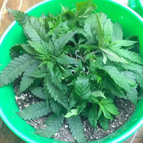 Mystery seed growlog timeline photo