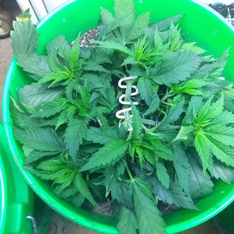 Georgia Morning Frost growlog timeline photo