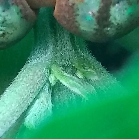 Mystery seed growlog photo: Definitely a Peach Diesel male
