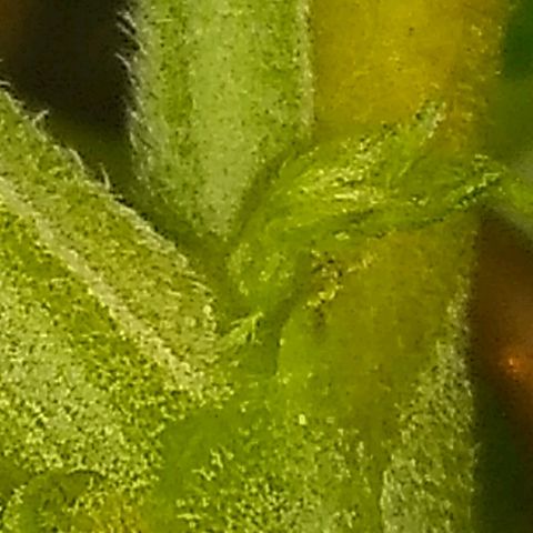 Mystery seed growlog photo: Definitely a Peach Diesel male