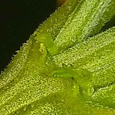 Mystery seed growlog photo: Definitely a Peach Diesel male