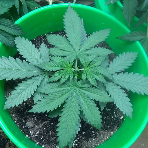 Thin Mint Tangie growlog timeline photo