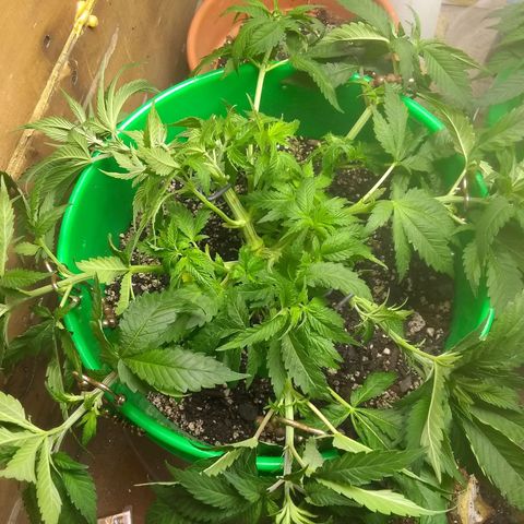 Mystery seed growlog timeline photo