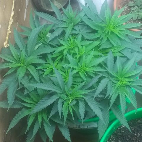 Georgia Morning Frost growlog timeline photo