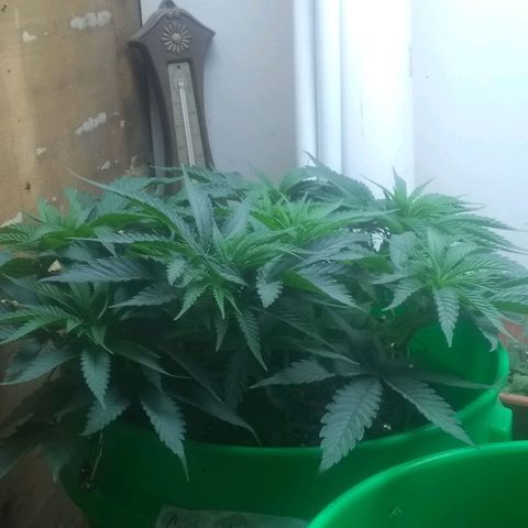 Georgia Morning Frost growlog timeline photo