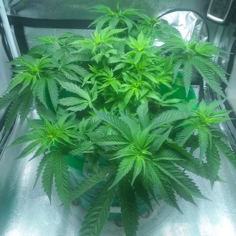 Mystery seed growlog timeline photo