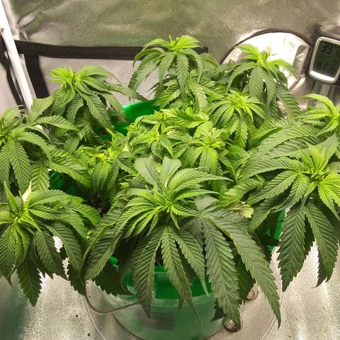 Mystery seed growlog photo: Plant was very droopy, soil almost dry. Has perked up a bit since administering water.
Definitely have a few nutrient issues.  May have gotten too much in the banana tea, also looking a little deficient in the new growth. Leaves are kinda foldy in places.
Gave Epsom Salt and General Hydroponics nutrients as directed for bloom stage.