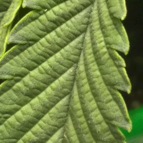 Mystery seed growlog photo: Plant was very droopy, soil almost dry. Has perked up a bit since administering water.
Definitely have a few nutrient issues.  May have gotten too much in the banana tea, also looking a little deficient in the new growth. Leaves are kinda foldy in places.
Gave Epsom Salt and General Hydroponics nutrients as directed for bloom stage.