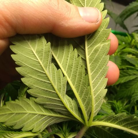Mystery seed growlog photo: Plant was very droopy, soil almost dry. Has perked up a bit since administering water.
Definitely have a few nutrient issues.  May have gotten too much in the banana tea, also looking a little deficient in the new growth. Leaves are kinda foldy in places.
Gave Epsom Salt and General Hydroponics nutrients as directed for bloom stage.