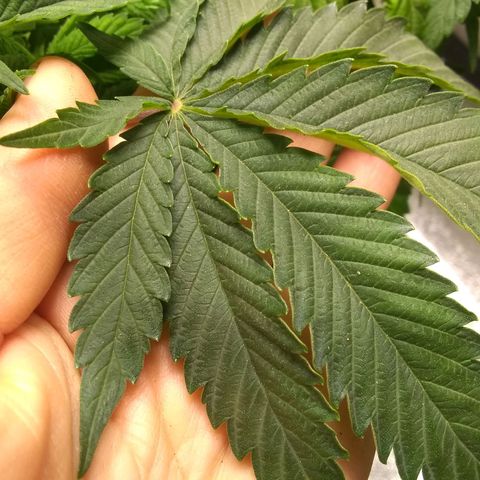 Mystery seed growlog photo: Plant was very droopy, soil almost dry. Has perked up a bit since administering water.
Definitely have a few nutrient issues.  May have gotten too much in the banana tea, also looking a little deficient in the new growth. Leaves are kinda foldy in places.
Gave Epsom Salt and General Hydroponics nutrients as directed for bloom stage.