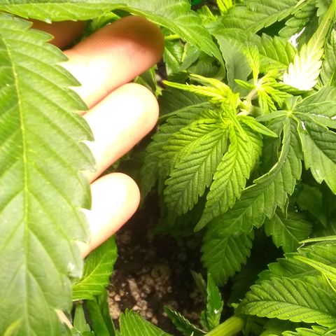 Mystery seed growlog photo: Plant was very droopy, soil almost dry. Has perked up a bit since administering water.
Definitely have a few nutrient issues.  May have gotten too much in the banana tea, also looking a little deficient in the new growth. Leaves are kinda foldy in places.
Gave Epsom Salt and General Hydroponics nutrients as directed for bloom stage.