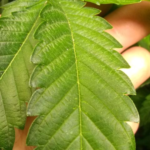 Mystery seed growlog photo: Plant was very droopy, soil almost dry. Has perked up a bit since administering water.
Definitely have a few nutrient issues.  May have gotten too much in the banana tea, also looking a little deficient in the new growth. Leaves are kinda foldy in places.
Gave Epsom Salt and General Hydroponics nutrients as directed for bloom stage.