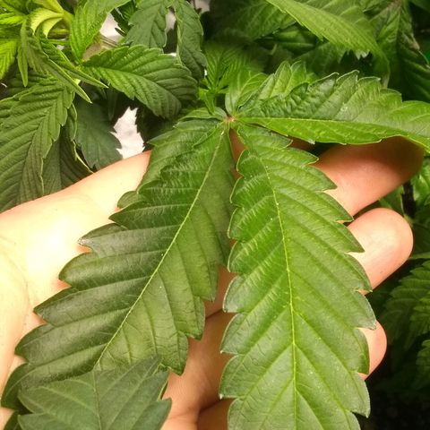 Mystery seed growlog photo: Plant was very droopy, soil almost dry. Has perked up a bit since administering water.
Definitely have a few nutrient issues.  May have gotten too much in the banana tea, also looking a little deficient in the new growth. Leaves are kinda foldy in places.
Gave Epsom Salt and General Hydroponics nutrients as directed for bloom stage.