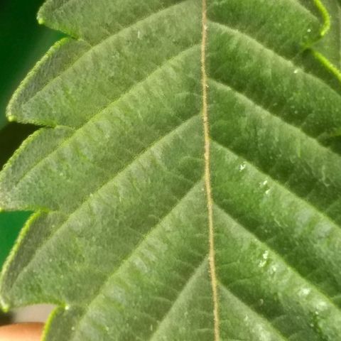 Mystery seed growlog photo: Plant was very droopy, soil almost dry. Has perked up a bit since administering water.
Definitely have a few nutrient issues.  May have gotten too much in the banana tea, also looking a little deficient in the new growth. Leaves are kinda foldy in places.
Gave Epsom Salt and General Hydroponics nutrients as directed for bloom stage.