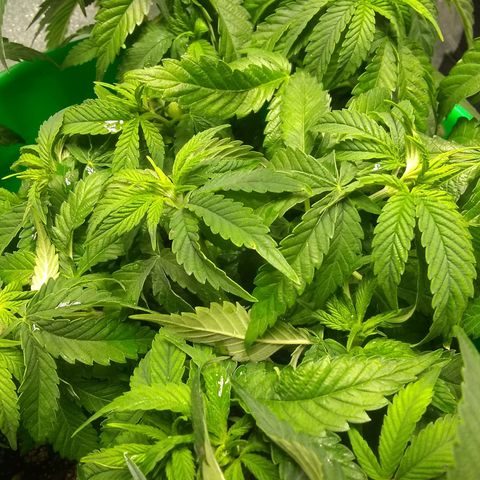 Mystery seed growlog photo: Plant was very droopy, soil almost dry. Has perked up a bit since administering water.
Definitely have a few nutrient issues.  May have gotten too much in the banana tea, also looking a little deficient in the new growth. Leaves are kinda foldy in places.
Gave Epsom Salt and General Hydroponics nutrients as directed for bloom stage.