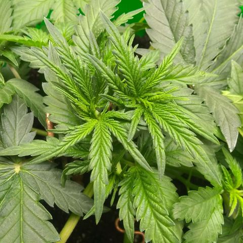 Thin Mint Tangie growlog photo: Green, but not too dark. I think the General Hydroponics mild veg dose (minus FloraMicro) was a good dose size.