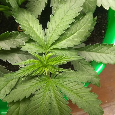 Thin Mint Tangie growlog photo: Green, but not too dark. I think the General Hydroponics mild veg dose (minus FloraMicro) was a good dose size.
