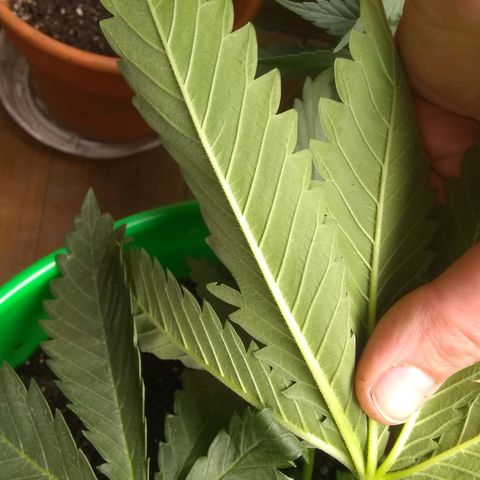 Thin Mint Tangie growlog photo: Green, but not too dark. I think the General Hydroponics mild veg dose (minus FloraMicro) was a good dose size.