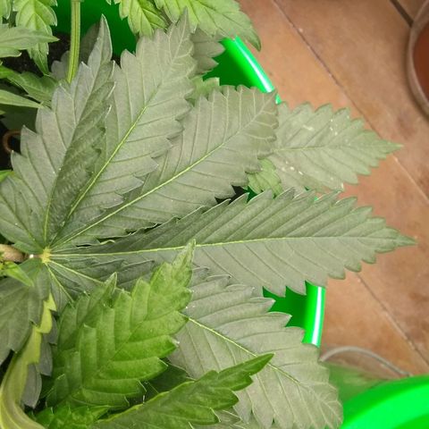 Thin Mint Tangie growlog photo: Green, but not too dark. I think the General Hydroponics mild veg dose (minus FloraMicro) was a good dose size.
