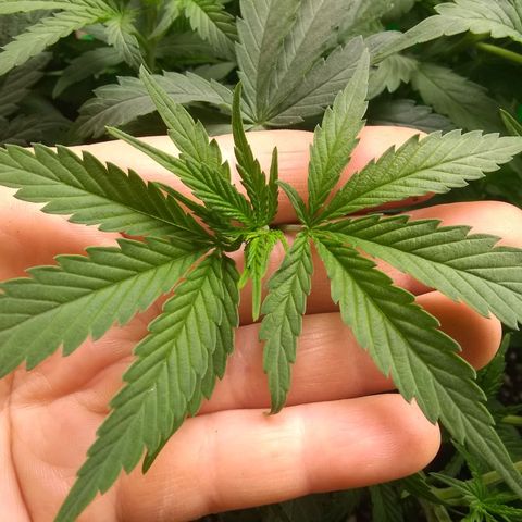 Georgia Morning Frost growlog photo: Gave mild veg stage nutes 5 days prior. I definitely need to cut the amount of Flora Micro.  New growth looks better though.