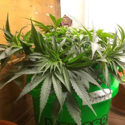 Georgia Morning Frost growlog photo: Gave mild veg stage nutes 5 days prior. I definitely need to cut the amount of Flora Micro.  New growth looks better though.
