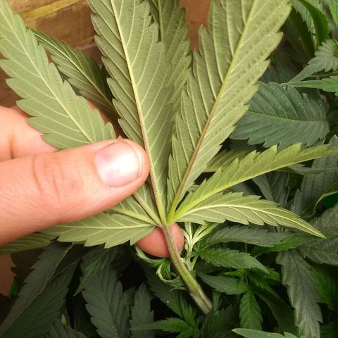 Georgia Morning Frost growlog photo: Gave mild veg stage nutes 5 days prior. I definitely need to cut the amount of Flora Micro.  New growth looks better though.