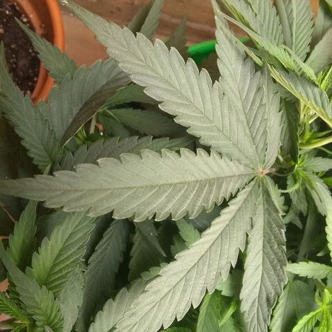 Georgia Morning Frost growlog photo: Gave mild veg stage nutes 5 days prior. I definitely need to cut the amount of Flora Micro.  New growth looks better though.