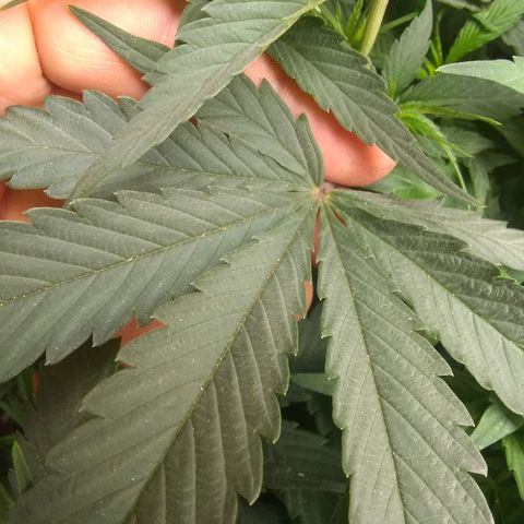 Georgia Morning Frost growlog photo: Gave mild veg stage nutes 5 days prior. I definitely need to cut the amount of Flora Micro.  New growth looks better though.