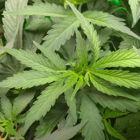 Georgia Morning Frost growlog photo: Gave mild veg stage nutes 5 days prior. I definitely need to cut the amount of Flora Micro.  New growth looks better though.