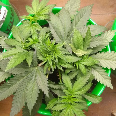 Thin Mint Tangie growlog timeline photo