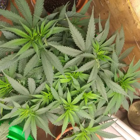 Georgia Morning Frost growlog timeline photo