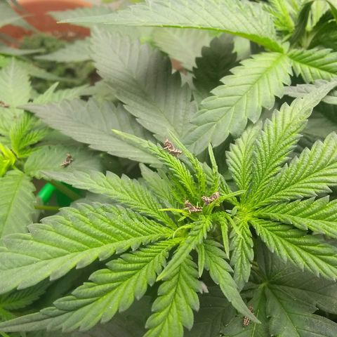 Thin Mint Tangie growlog photo: The plague of miniature "locusts"