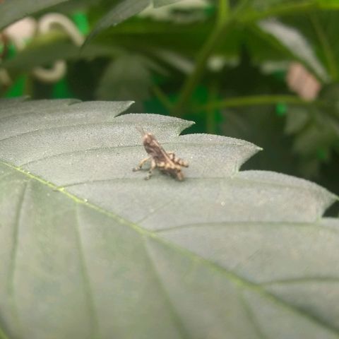 Thin Mint Tangie growlog photo: The plague of miniature "locusts"