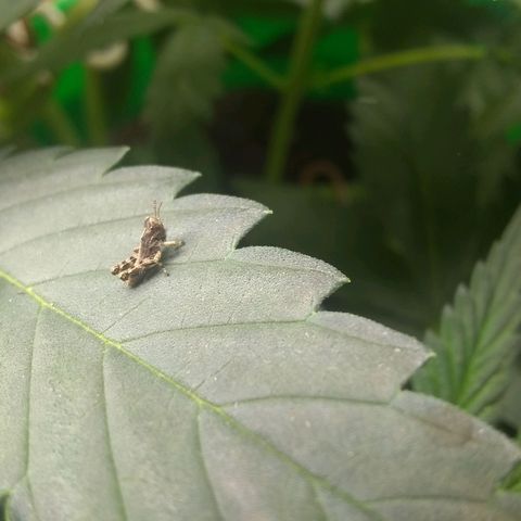 Thin Mint Tangie growlog photo: The plague of miniature "locusts"