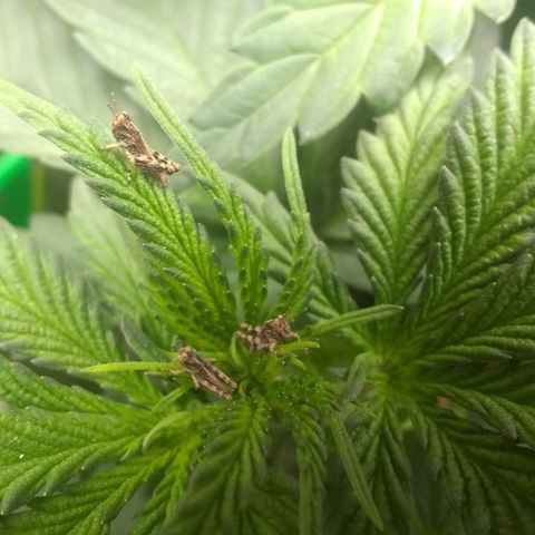 Thin Mint Tangie growlog photo: The plague of miniature "locusts"