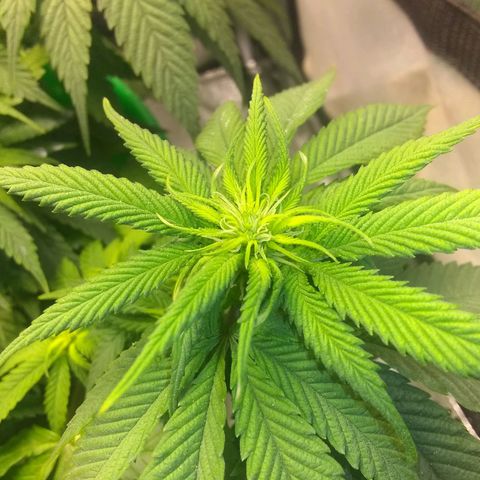 Mystery seed growlog photo: Zinc deficiency