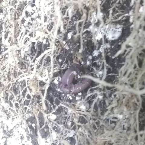 Mystery seed growlog photo: Root lock out?  Knocked of some of the bottom perlite and added a few inches of soil to the bucket.