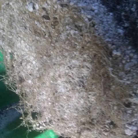 Mystery seed growlog photo: Root lock out?  Knocked of some of the bottom perlite and added a few inches of soil to the bucket.
