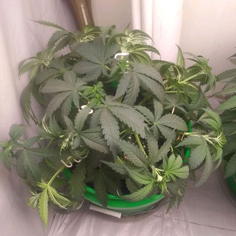 Thin Mint Tangie growlog timeline photo
