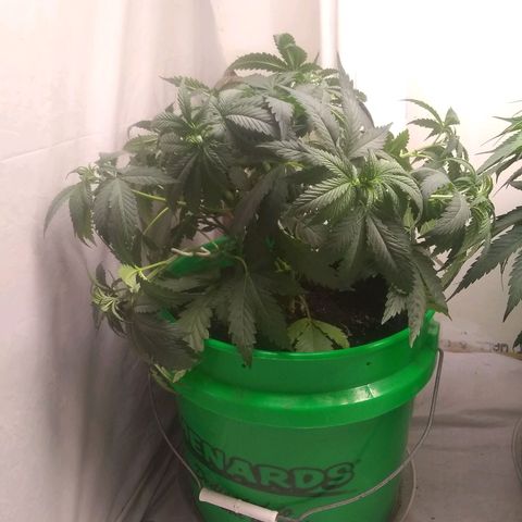 Thin Mint Tangie growlog timeline photo