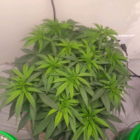 Georgia Morning Frost growlog timeline photo
