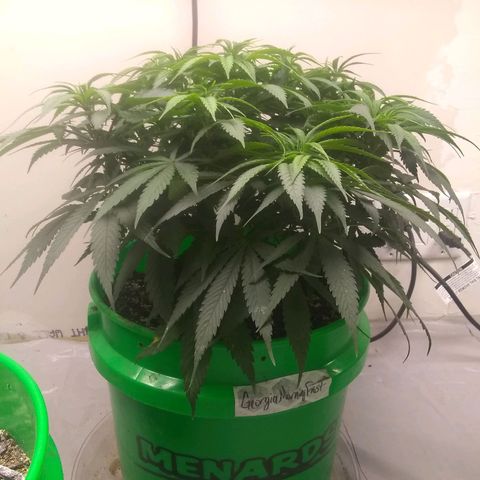 Georgia Morning Frost growlog timeline photo