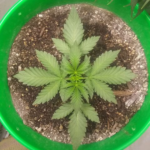 Dave's Sour Tangie growlog timeline photo