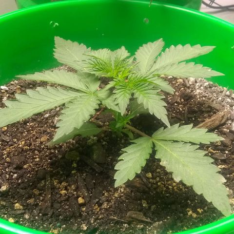 Dave's Sour Tangie growlog timeline photo